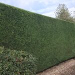 hedge cutting and pruning